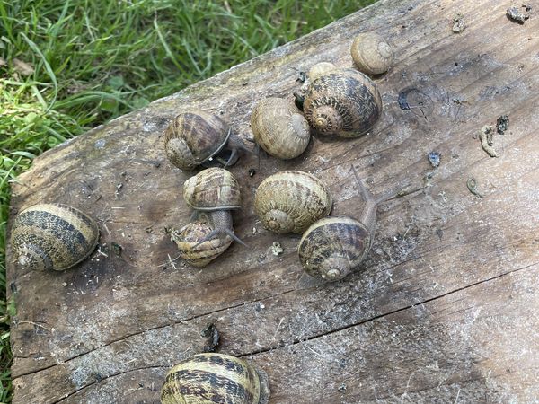 Visite à la ferme de L&#039;escargot de St Bonnet
