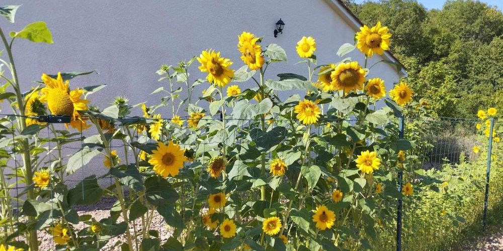 Barbecue à Horizonia